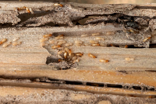 Best Pest Inspection Near Me  in Chesterbrook, PA